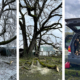Three images - Icy tree limbs, a man with a chainsaw, a car full of logs
